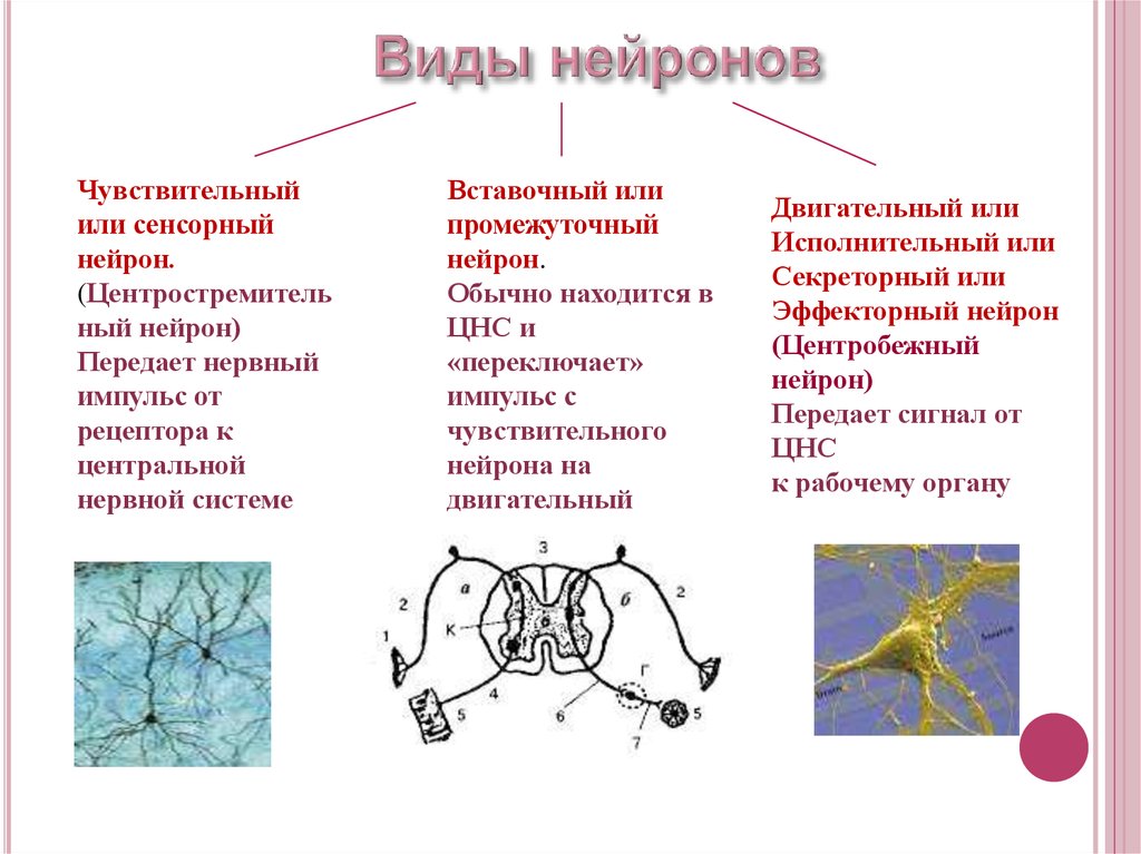 Чувствительные вставочные нейроны. Чувствительный Нейрон вставочный Нейрон двигательный Нейрон. Сенсорные Нейроны функции. Нейронные системы моторные сенсорные вставочные. Строение сенсорного нейрона.