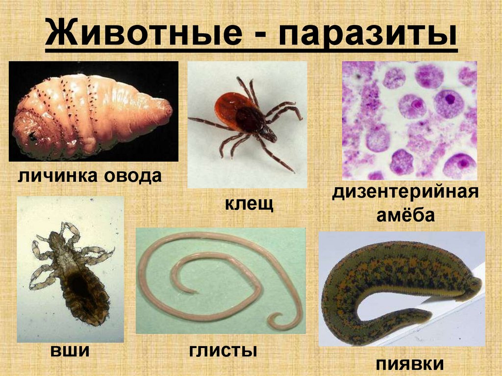 Какие организмы называют хозяевами биология 5. Паразиты примеры животных. Паразиты 3 класс окружающий мир примеры. Животные паразиты названия.