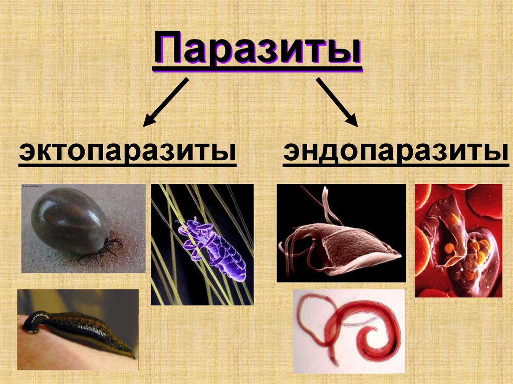 Эктопаразиты это кто. Паразиты эндопаразиты эктопаразиты. Наружные паразиты эндопаразиты. Внутренние паразиты человека.