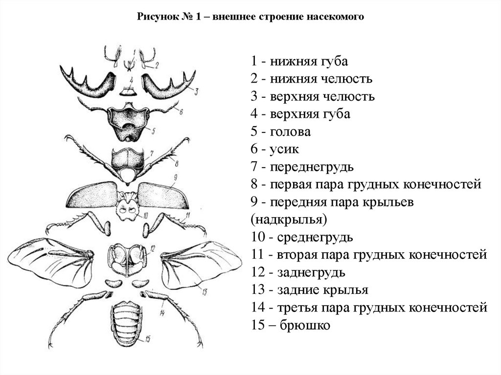 Строение жука схема