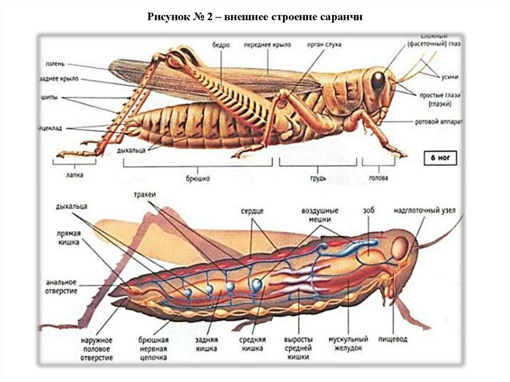 Кузнечик рисунок биология