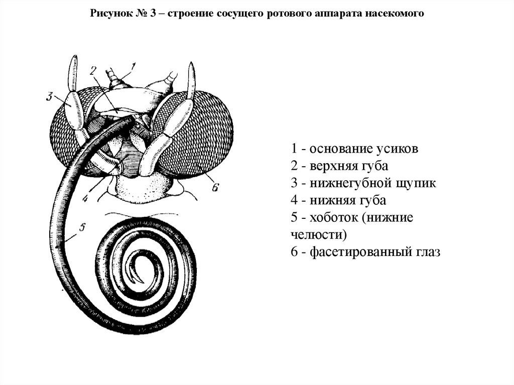 Укажите на рисунке структуру. Строение сосущего ротового аппарата. Сосущий ротовой аппарат бабочки строение. Строение ротового аппарата чешуекрылых. Строение ротового аппарата бабочки.