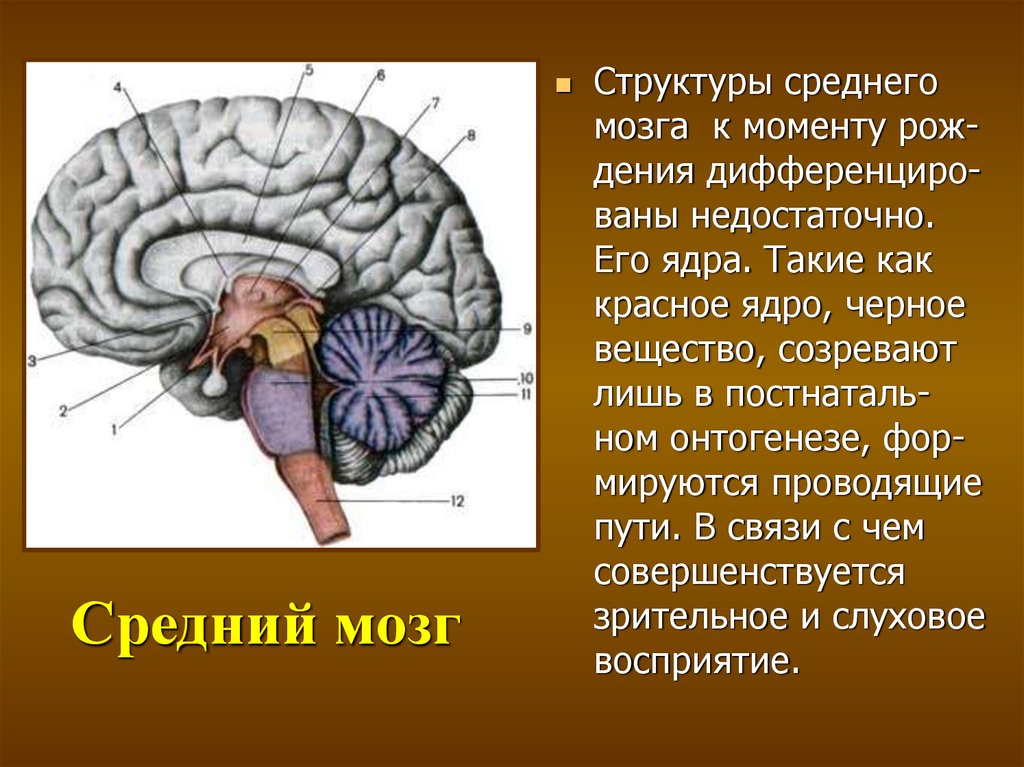 Серый мозг латынь. Черное вещество среднего мозга. Структуры среднего мозга. Строение черной субстанции среднего мозга. Средний мозг красное ядро.