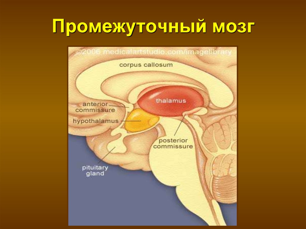 Промежуточный мозг образования. Промежуточный мозг анатомия человека. Строение отдела промежуточного мозга. Промежуточный мозг таламическая. Промежуточный мозг анатомия схема.