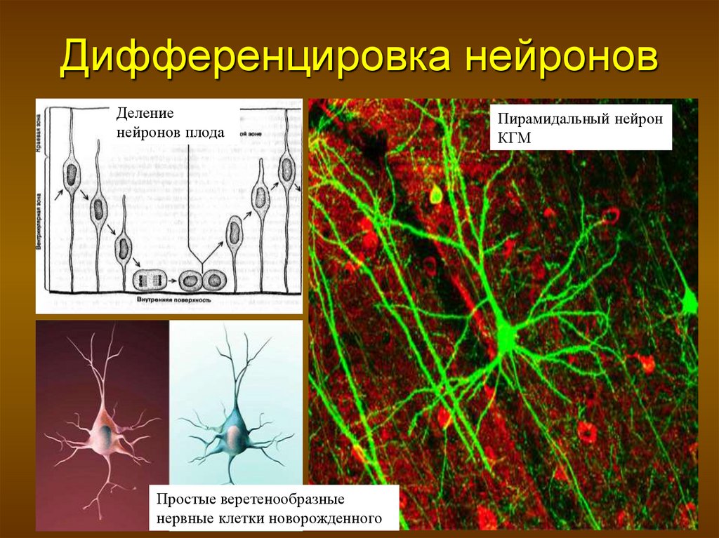 Деление нервных клеток. Дифференцировка нервных клеток. Нейрон. Деление нейронов.