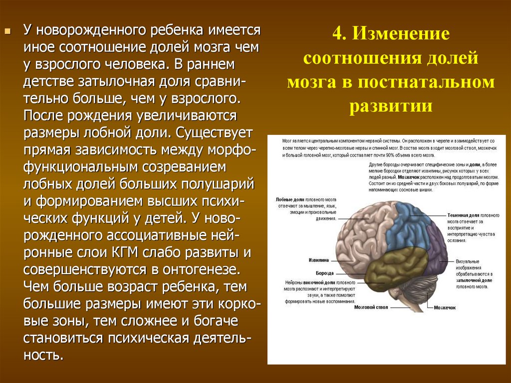 Функции лобной доли головного. Возрастные головного мозга.. Функции долей мозга.