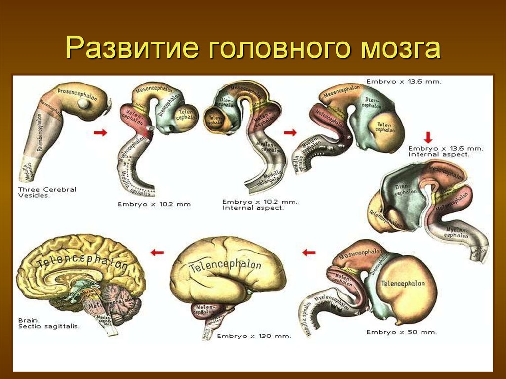 Внутриутробное развитие мозга