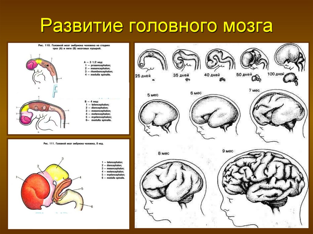Онтогенез дошкольника. Стадии развития головного мозга человека анатомия. Строение головного мозга новорожденного. Схема развития головного мозга фронтальный разрез. Возрастные изменения головного мозга анатомия.