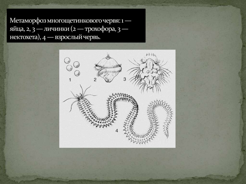 Метаморфоз многощетинкового червя: 1 — яйца, 2, 3 — личинки (2 — трохофора, 3 — нектохета), 4 — взрослый червь.