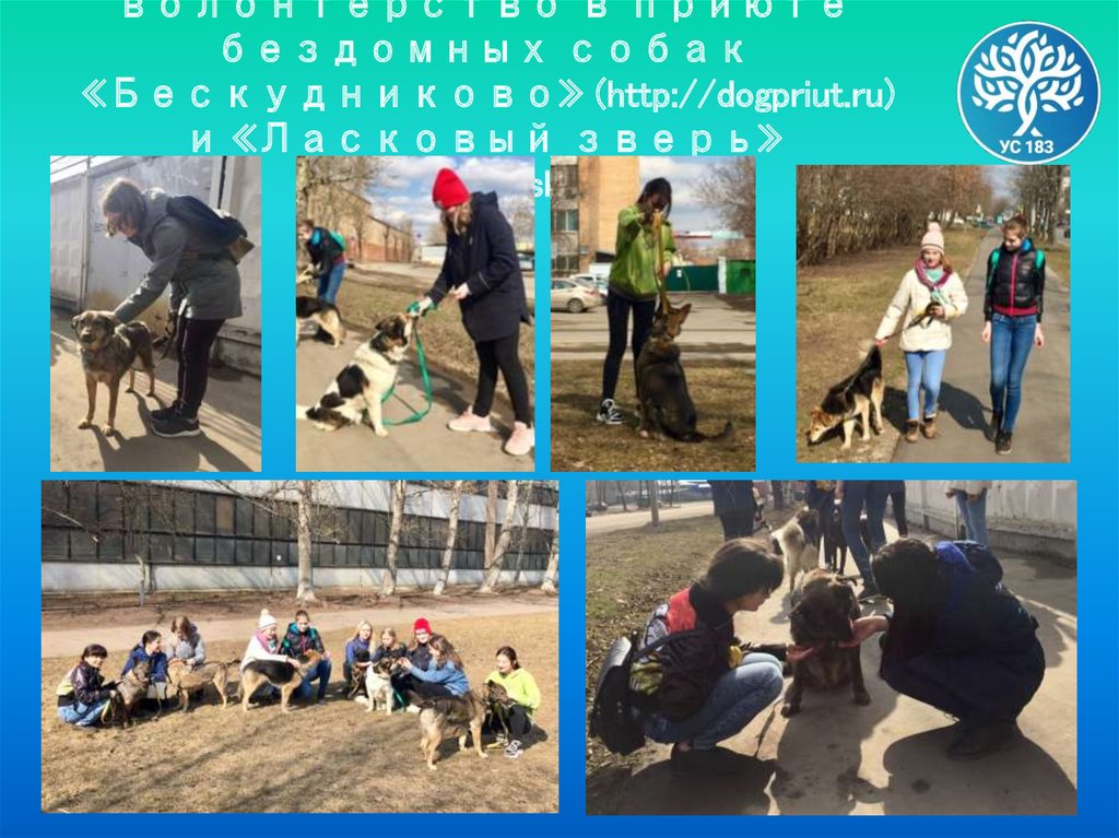 7 апреля волонтерство в приюте бездомных собак «Бескудниково» (http://dogpriut.ru) и «Ласковый зверь» (http://lzmsk.ru)