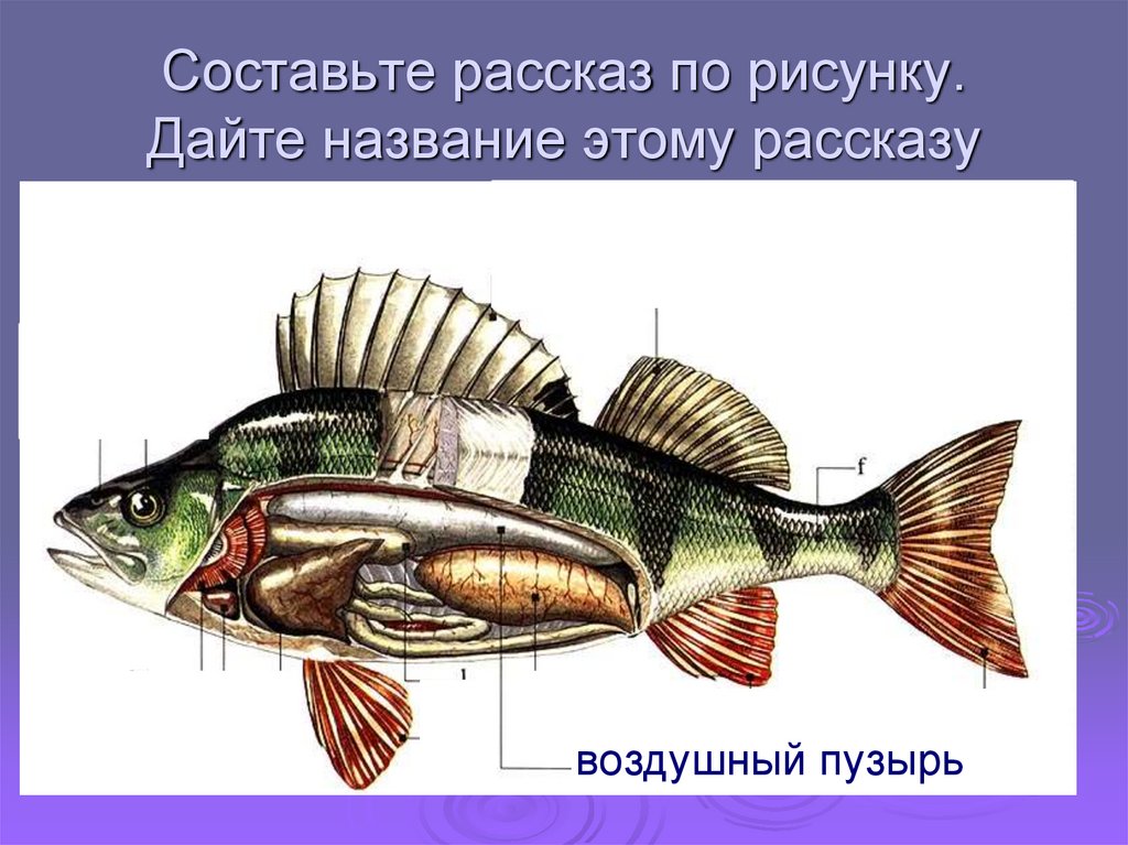 Внутреннее строение карася. Строение рыбы. Рыбы (биология). Внешние органы рыбы. Внешнее строение рыбы.