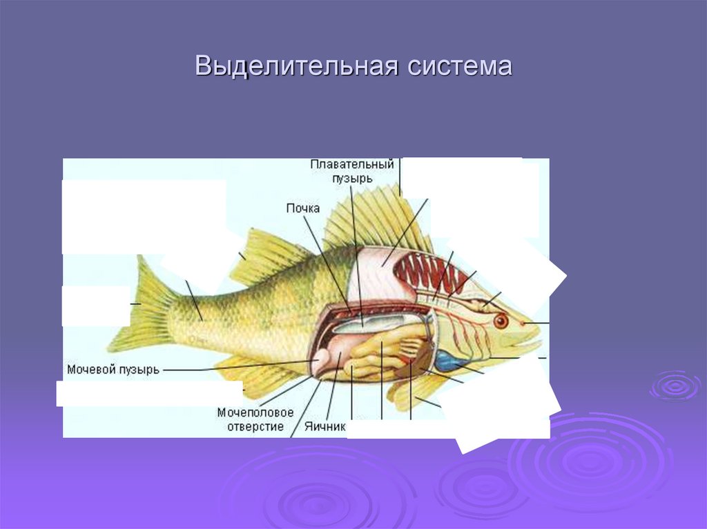 Особенности система рыб