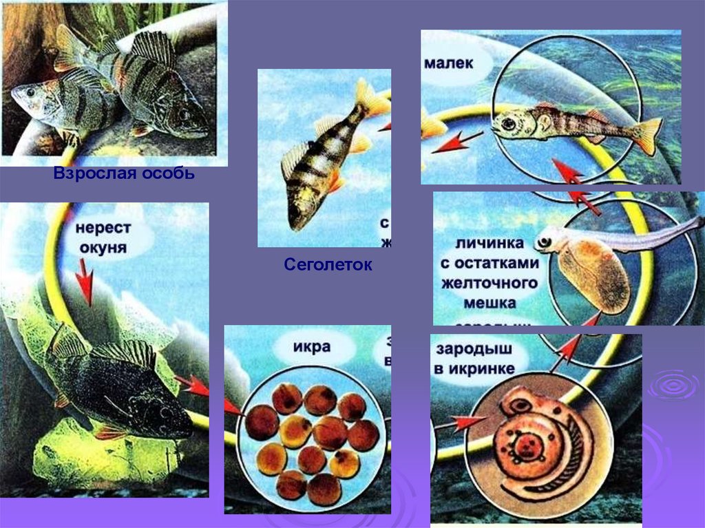 Цикл развития рыбы схема - 93 фото