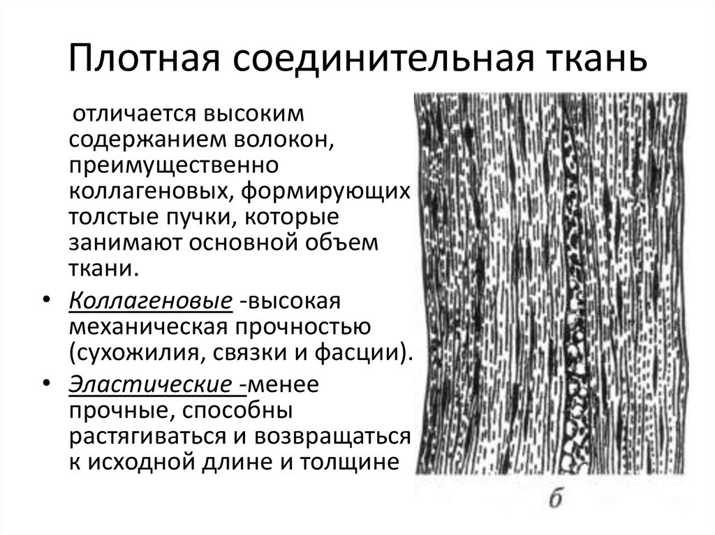 Особенности волокнистой соединительной ткани. Строение плотной оформленной волокнистой соединительной ткани. Плотная неоформленная соединительная ткань строение. Плотная волокнистая неоформленная соединительная ткань строение. Плотная неоформленная соединительная ткань таблица.