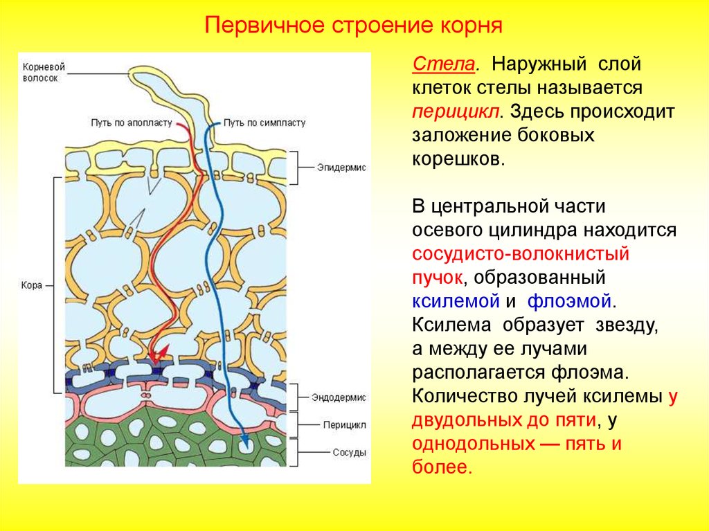 Растительная ткань образующая корневые волоски. Первичная Ксилема стелы корня. Строение корня перицикл. Строение корневого волоска. Строение стелы корня.