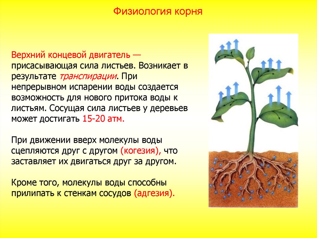 Корень это осевой вегетативный орган. Присасывающее действие листьев. Корневое давление и транспирация. Органы растений корень. Транспирация у растений.