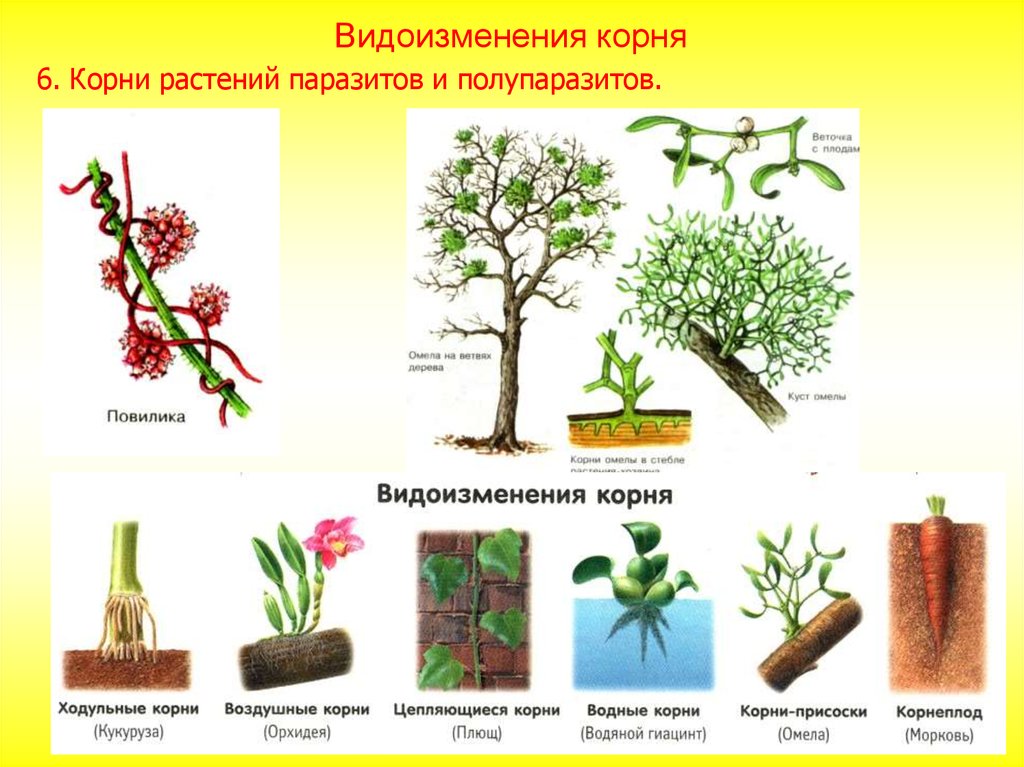 Видоизмененные корни 6 класс. Растения с видоизменёнными корнями. Видоизмененные корни растений.