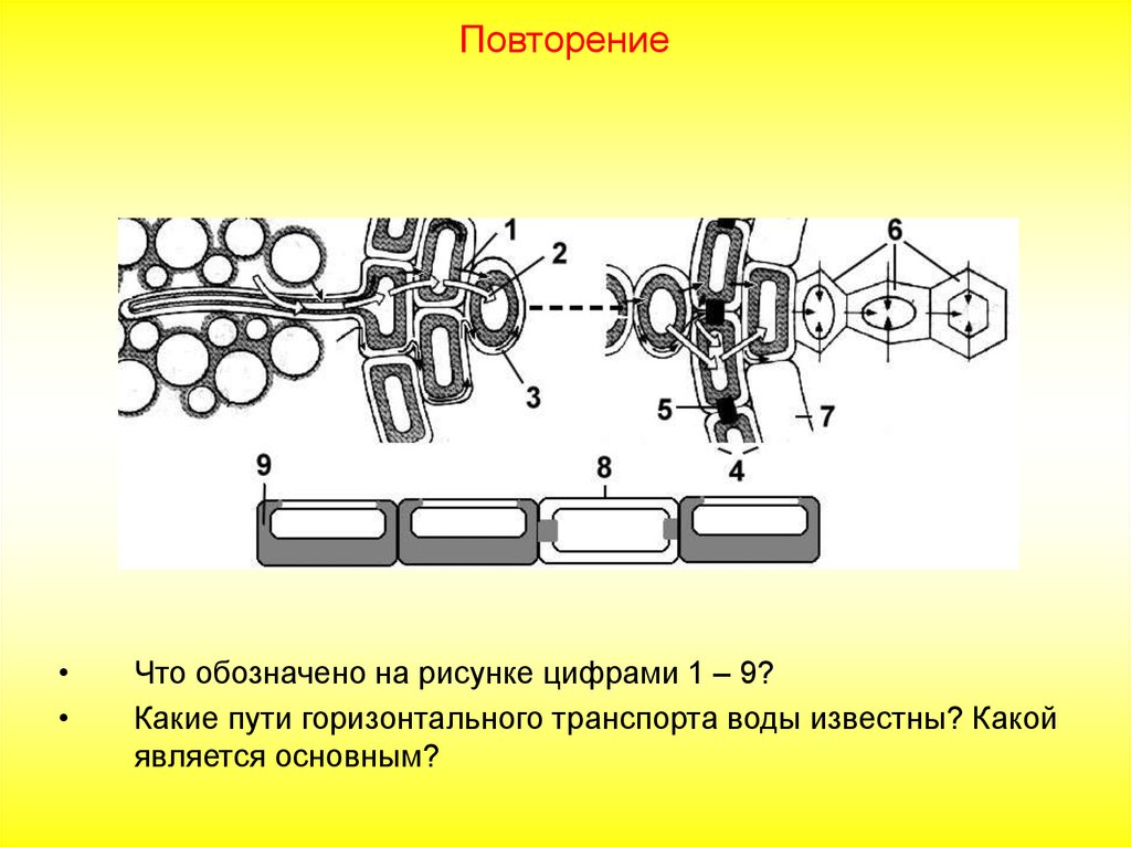 На каждом рисунке обозначены. Горизонтальный транспорт воды корнем. Апопласт и Симпласт. Физиология корня горизонтальный транспорт воды. Апопласт Симпласт вакуолярный транспорт.