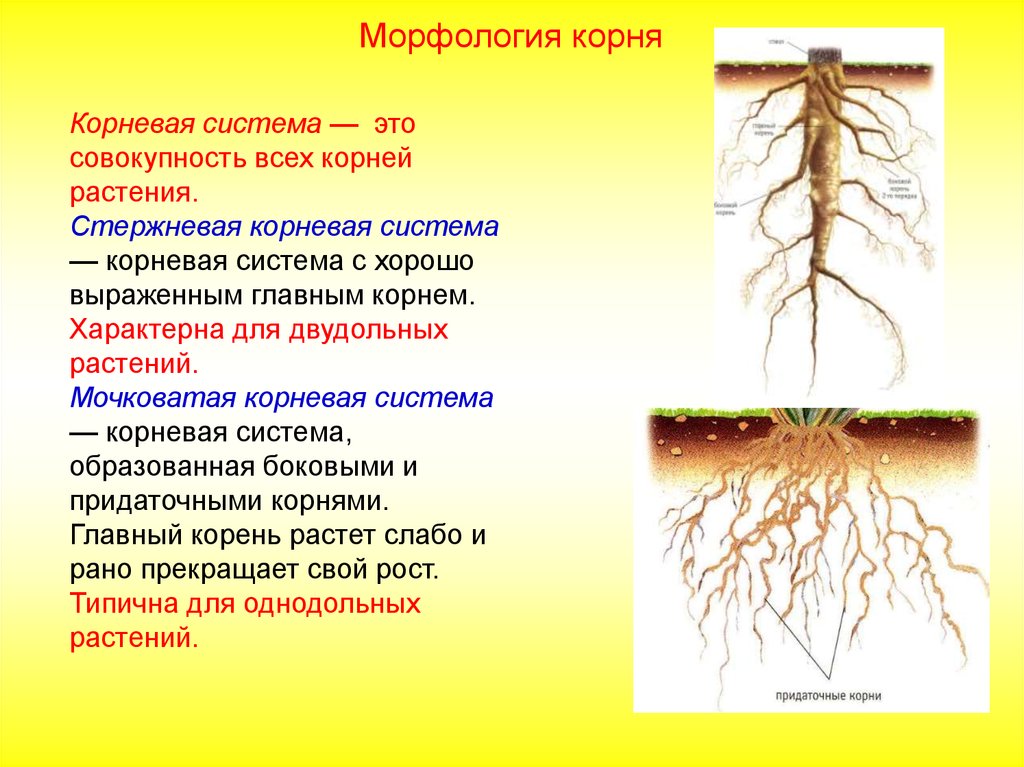 Делает какой корень. Строение корня стержневой системы. Стержневая и мочковатая корневая система. Особенности стержневой системы корня. Поверхностная корневая система мочковатая.
