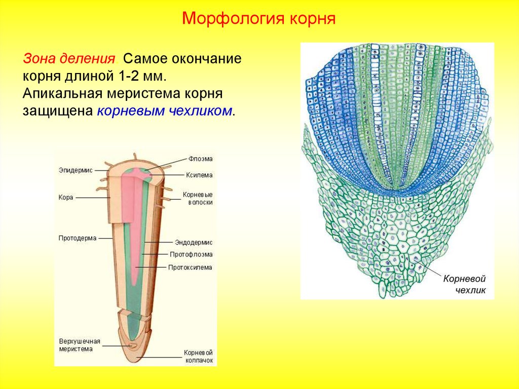 Зоны корня картинка егэ