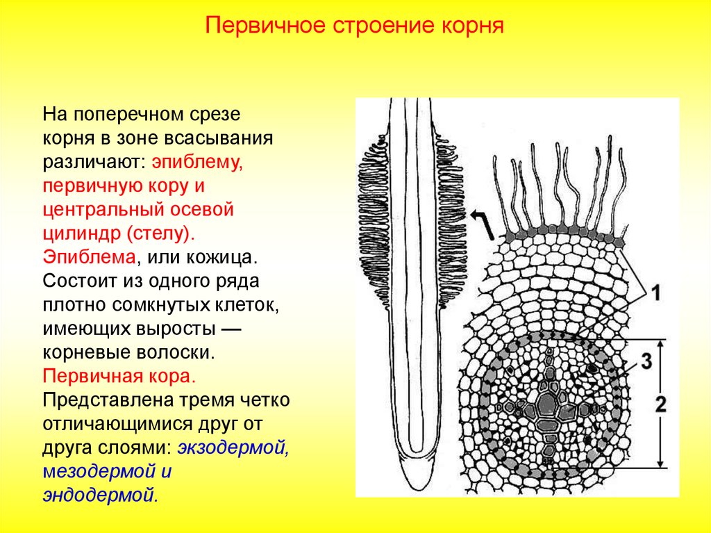 Эпиблема корня. Строение корня на поперечном срезе. Поперечный срез всасывательной зоны корня. Срез корня в зоне всасывания строение. Поперечный срез корня в зоне всасывания.