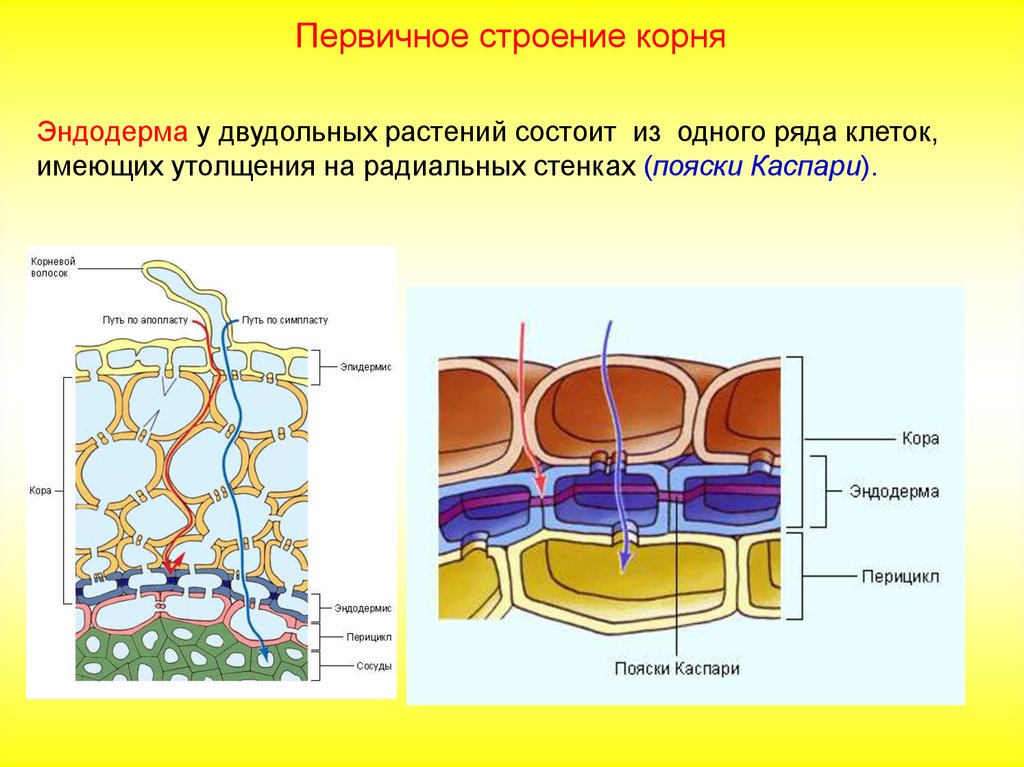 Строение состоит из. Пояски Каспари у растений. Эндодерма корня пояски Каспари. Эндодерма с поясками Каспари. Поясок Каспари строение.