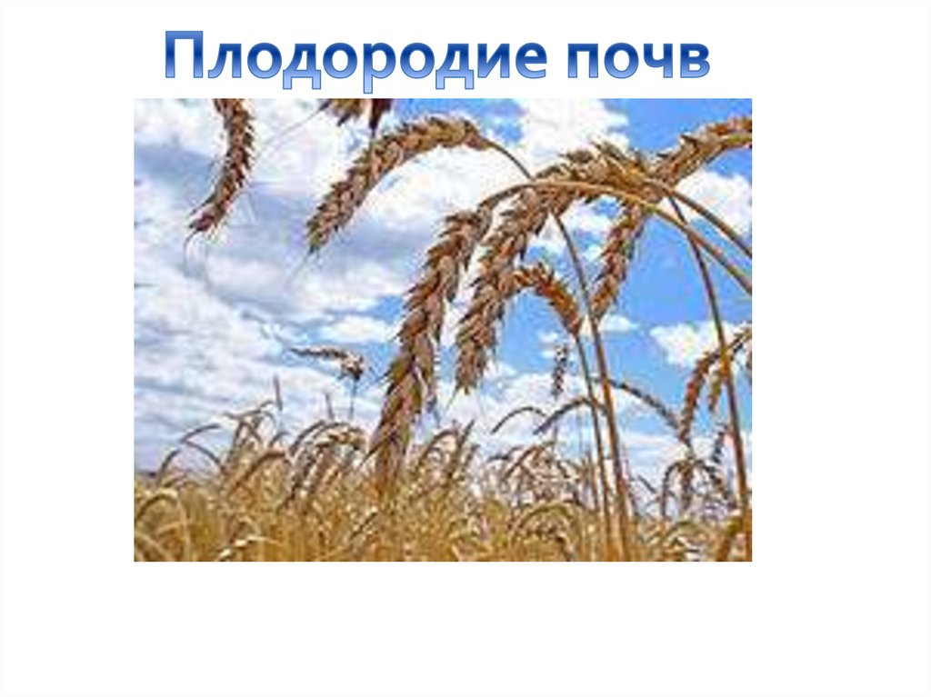 Плодородия 11