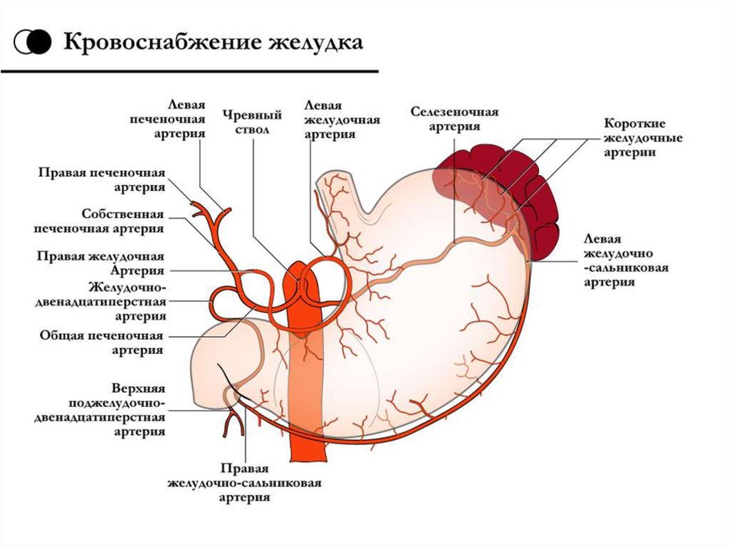 Сосудистый рисунок кишечника