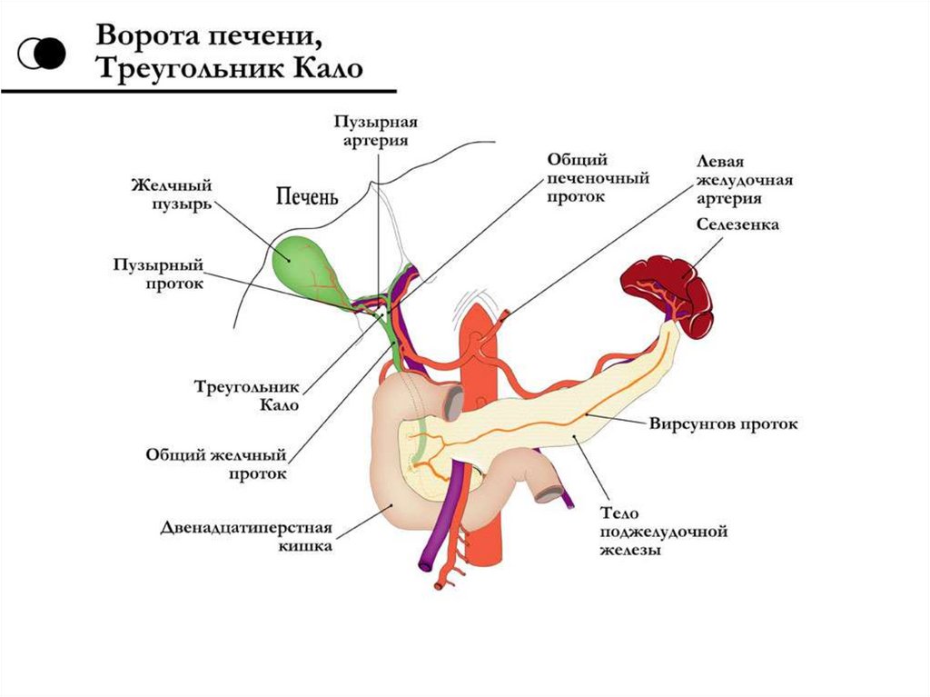 Ворота печени анатомия схема