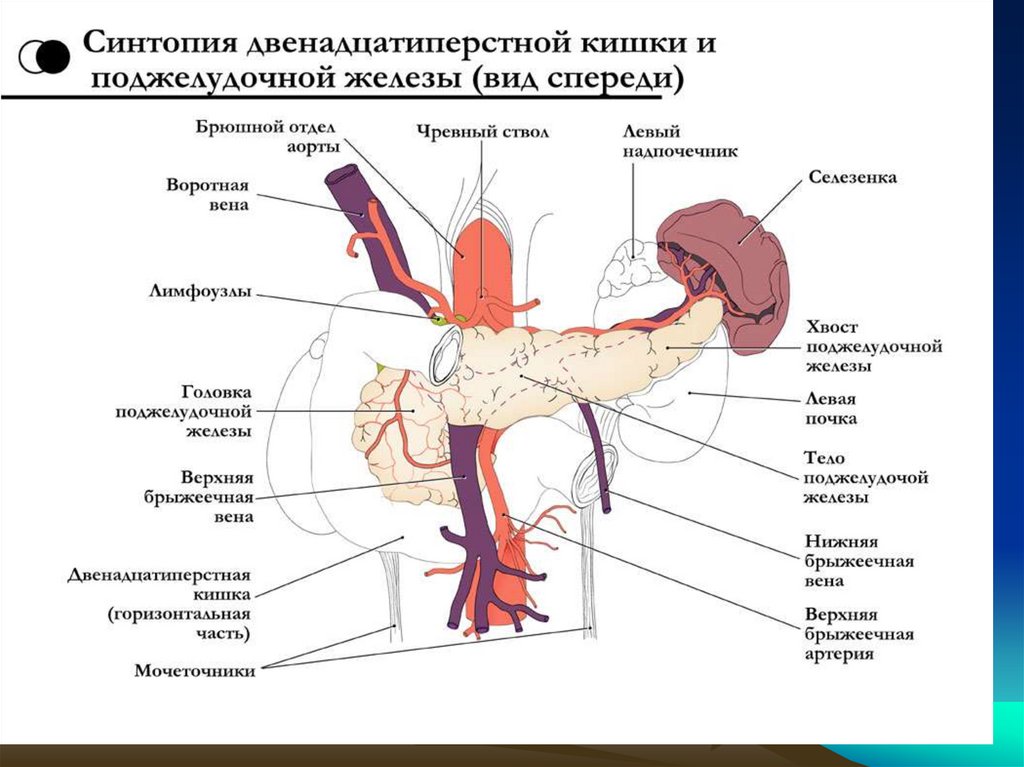 Артерии простаты. Иннервация поджелудочной железы схема. Иннервация 12 перстной кишки схема. Топография поджелудочной анатомия. Кровоснабжение поджелудочной железы анатомия схема.