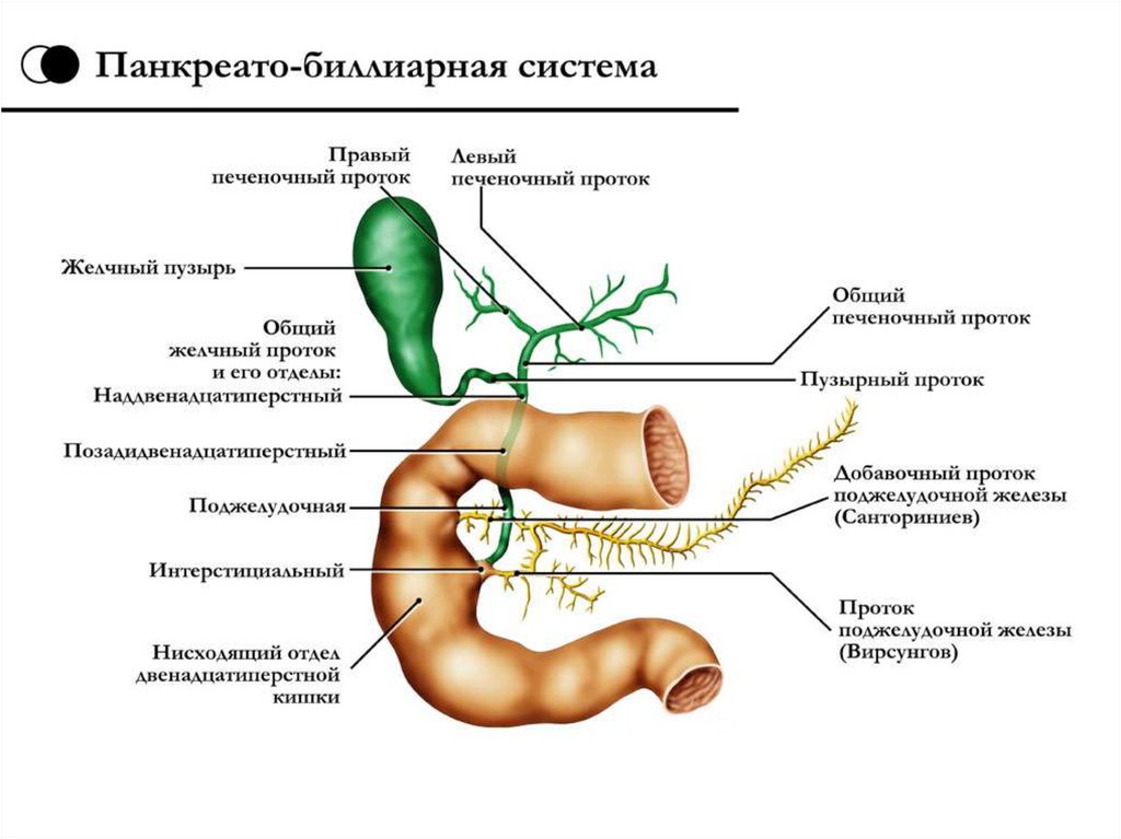 Панкреато билиарная патология. Проток поджелудочной железы сфинктер. Общий желчный проток топография. Панкреато билиарная система анатомия. Билиарная система строение.