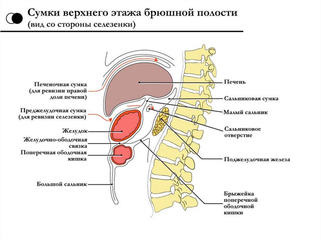 Укажите верхнюю. Сальниковая печеночная и преджелудочная сумки. Сумки брюшной полости топографическая анатомия. Сумки брюшины анатомия. Печеночная сумка анатомия.