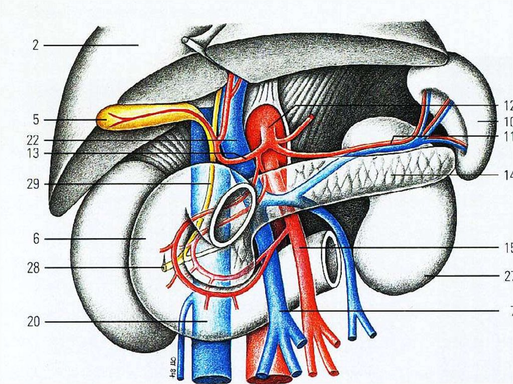 Кровоснабжение органов. Вены поджелудочной железы анатомия. Кровоснабжение поджелудочной железы анатомия. Кровоснабжение пжж. Портальная Вена поджелудочной железы.
