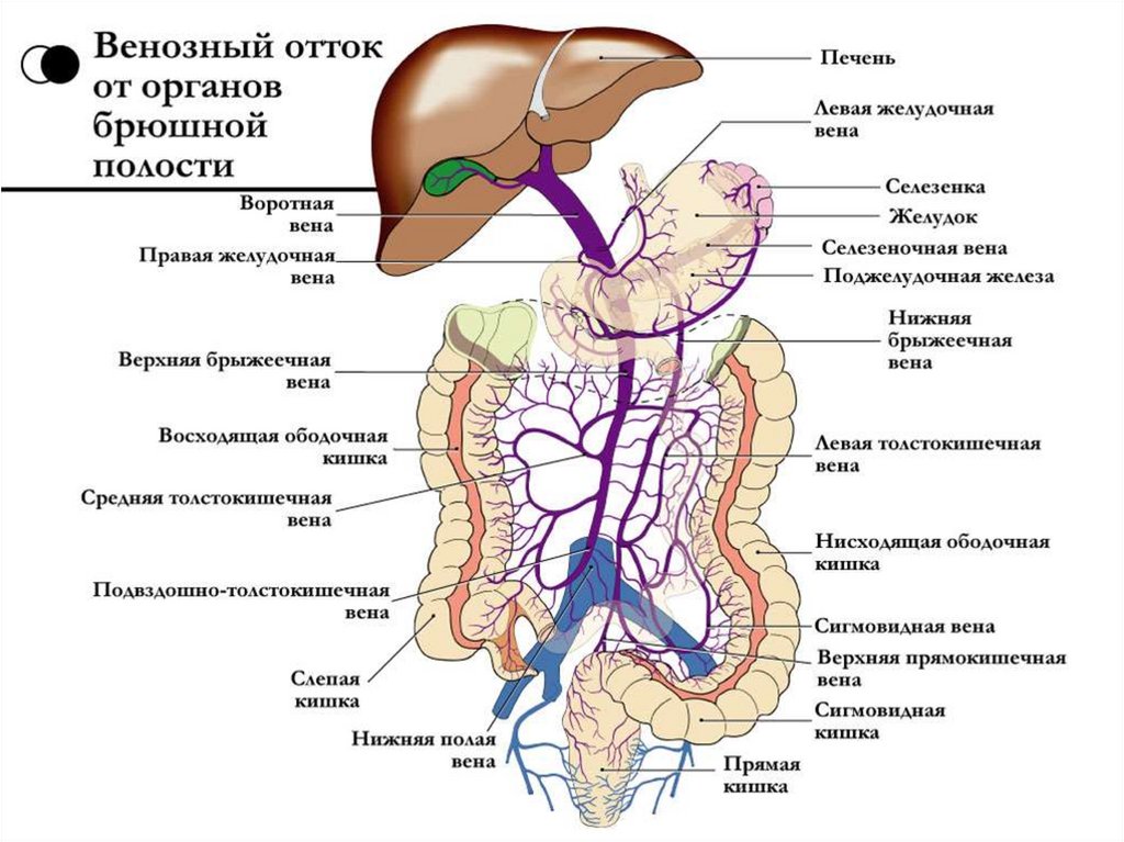 От мозга кровь оттекает. Система воротной вены анатомия. Вены органов брюшной полости. Венозная система брюшной полости человека. Воротная система печени анатомия.