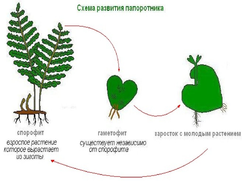 Поколение папоротника. Гаплоидный гаметофит. Папоротник Щитовник спорофит. Спорофит заросток. Строение спорофита папоротника.