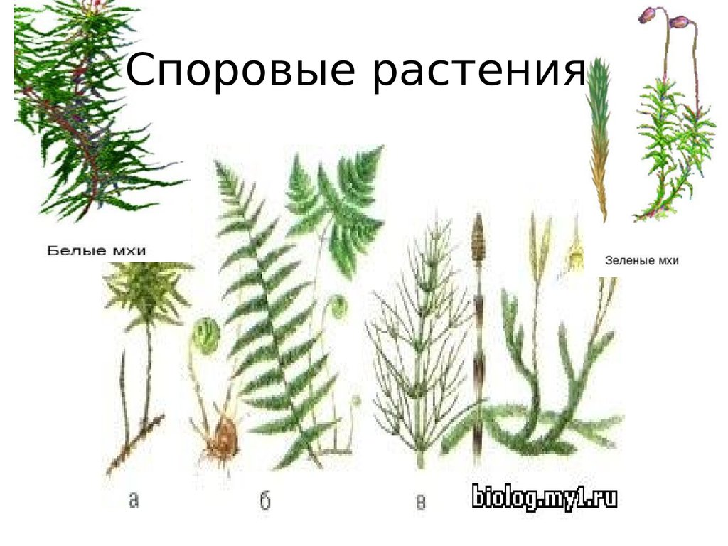 Споровые растения примеры названия. Высшие споровые растения. Гаметофит плауны и хвощи. Споровые сосудистые растения схема.