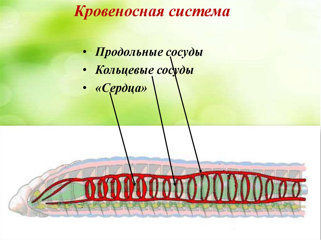 Кровеносная кольчатых червей 7 класс. Кольчатые черви замкнутая кровеносная система. Кровеносная система кольчатых червей 7 класс биология. Кольчатые черви пиявки строение.