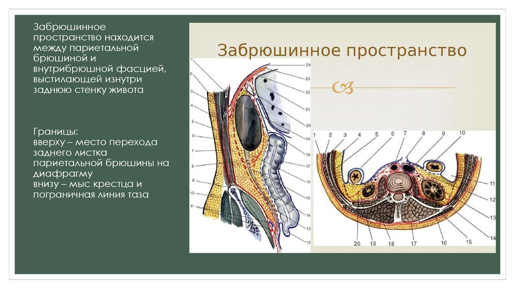 Поясничная область топографическая