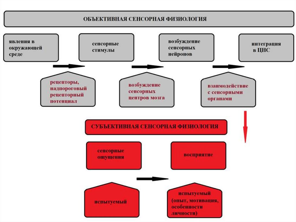Объективны 1. Объективная и субъективная сенсорная физиология. Субъективная сенсорная физиология. Соотношение объективного и субъективного в сенсорике.. Схема объективная сенсорная физиология.
