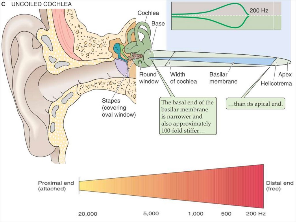 Какое значение для человека имеет слуховой анализатор