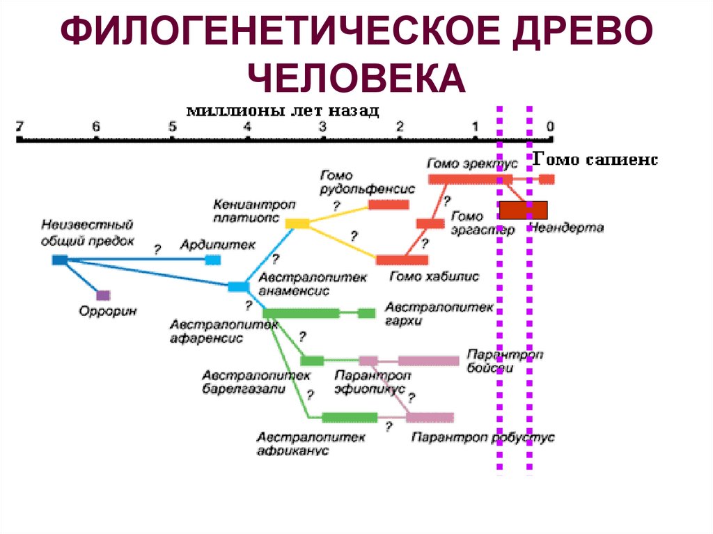 Родословная человека