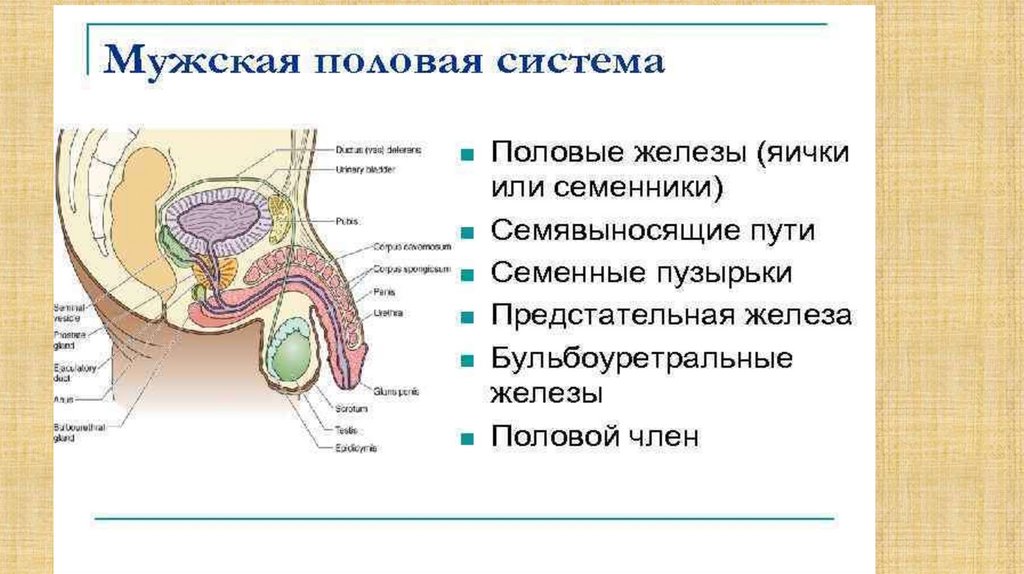 Органы половой системы мужчины. Строение мужской репродуктивной системы. Схема строения мужской половой системы. Мужская репродуктивная система презентация. Анатомия и физиология мужской половой системы.