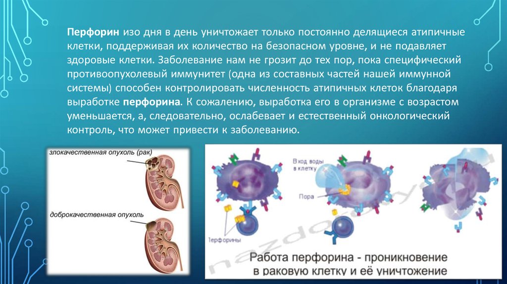 Клетки постоянно делятся. Какие клетки постоянно делятся. Постоянно делящиеся клетки. Непрерывно делящиеся клетки. Здоровые клетки и атипичные.