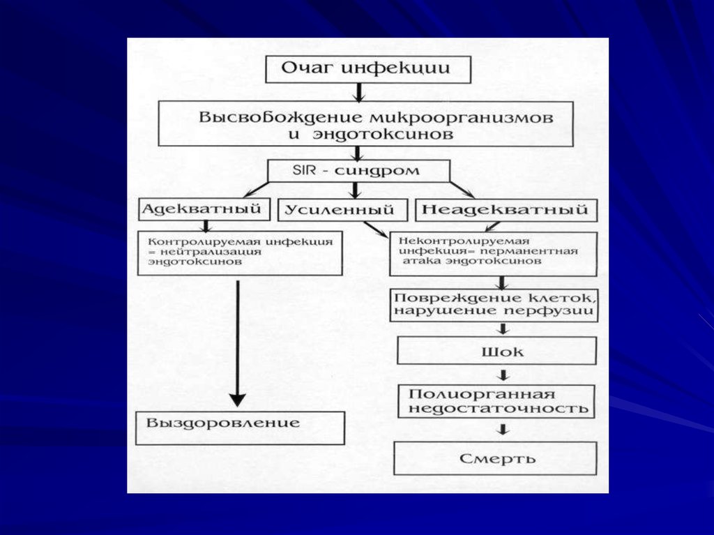 Схема иммунопатогенеза сепсиса