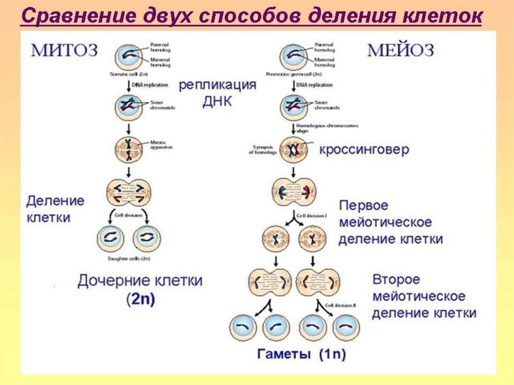 Митоз рисунок и мейоз