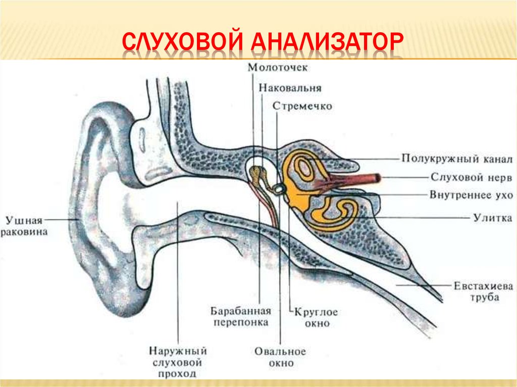 Орган слуха усиливающий звуковые колебания. Графологическое строение слухового анализатора. Строение строение слухового анализатора. Схема слухового анализатора анатомия. Строение слухового анализатора человека анатомия.