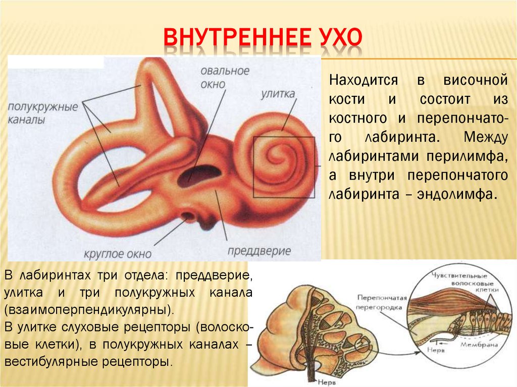 Составные части внутреннего уха. Функции улитки внутреннего уха. Внутреннее ухо улитка анатомия. Строение улитки анатомия орган слуха. Строение костного Лабиринта внутреннего уха.