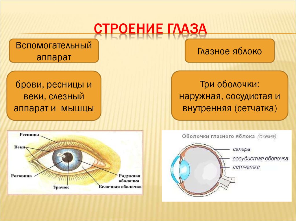 Глаз человека биология 8 класс. Глазное яблоко и вспомогательный аппарат глаза. Схема строения оболочек глазного яблока. Строение глазного яблока и вспомогательного аппарата. Вспомогательный аппарат глаза и строение глазного яблока.