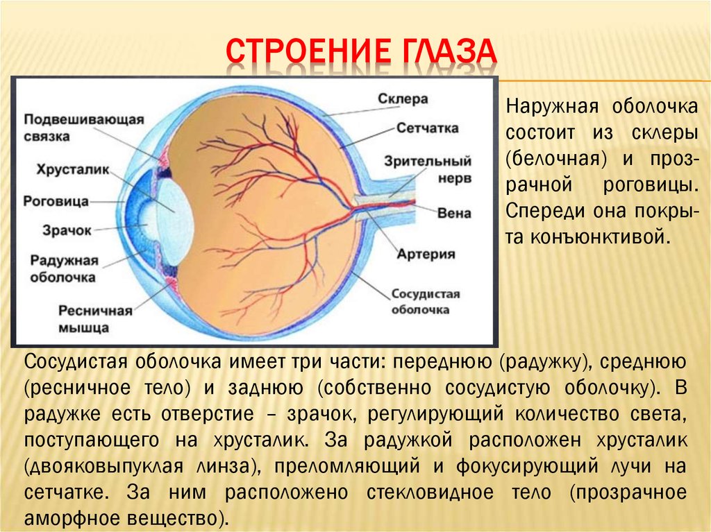 Содержит несколько слоев нейронов содержит роговицу защищает. Сетчатка сосудистая оболочка склера. Оболочки глаза строение склеры. Строение наружной оболочки глаза. Строение глаза презентация.