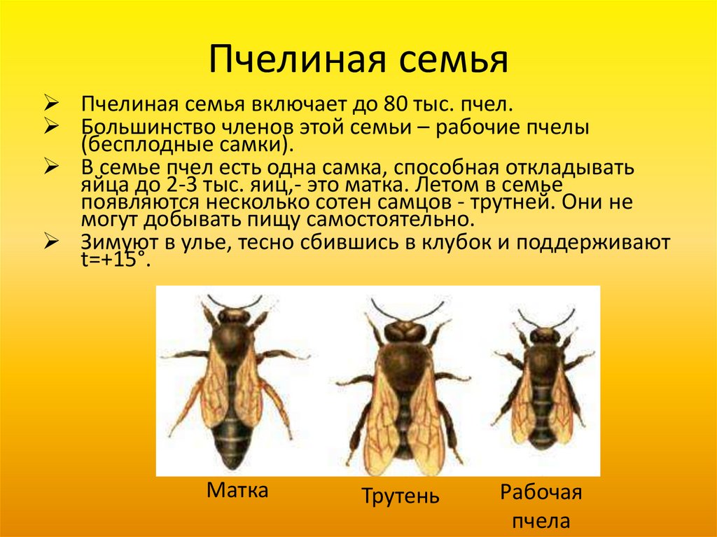Какие отношения между крапивницей и пчелой